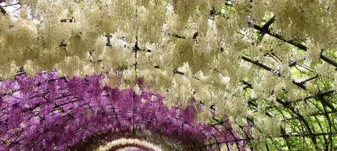 Kawachi Wisteria Garden information 2019