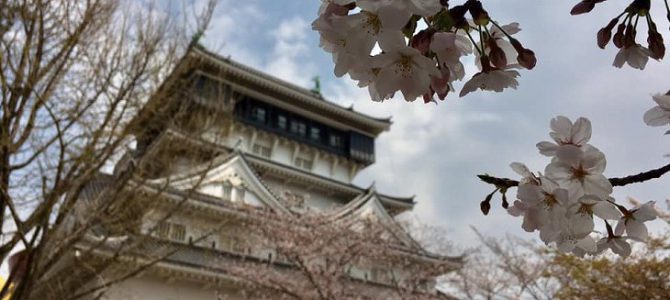 Cherry blossoms in Kokura Castle