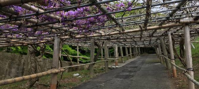 The Kawachi Wisteria Blooming information