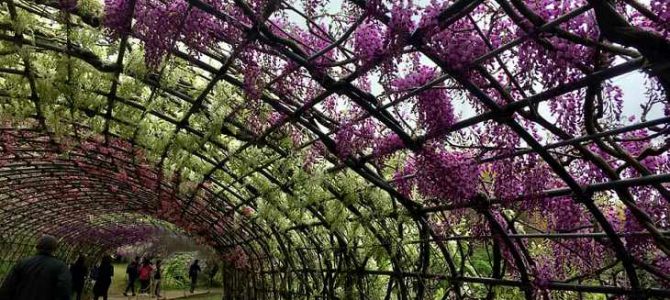 Kawachi Wisteria Garden on 26 Apr 2019