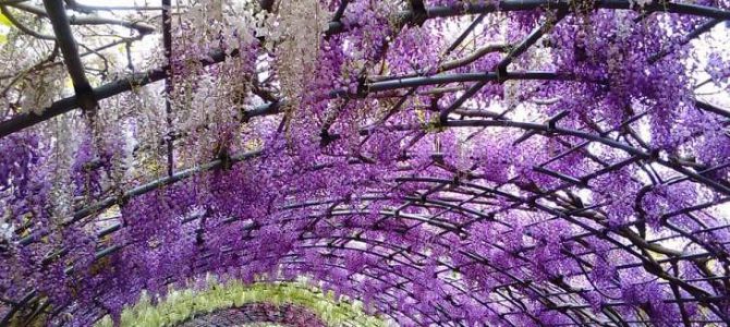 Kawachi Wisteria Garden on 28 Apr 2019