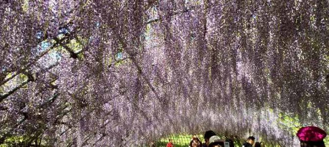 Kawachi Fuji Garden on 5 May 2019