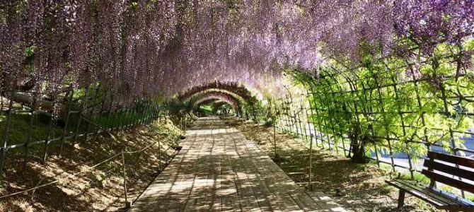 Kawachi Wisteria Garden on 7 May 2019