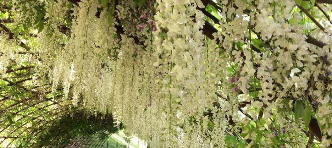 Kawachi Wisteria Garden on 10 May 2019