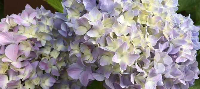 The hydrangea in season in Mt.Takatou