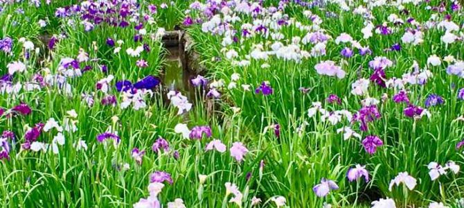 Irises in full bloom at Yomiya Park in Kitakyushu