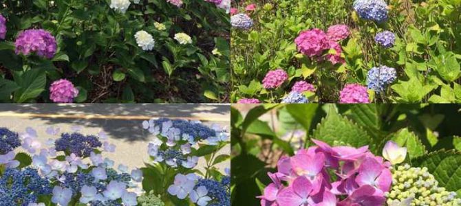 Breathtaking 65,000 hydrangeas at Mt.Takatou Park in Kitakyushu