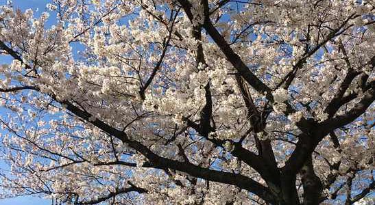 Missing Cherry Blossoms With Precious Memories