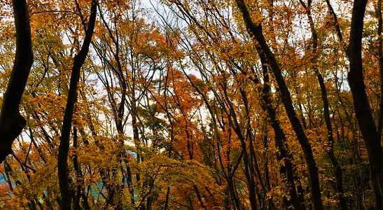 Full Of Autumn Colors at Kawachi Wisteria Garden, Kitakyushu.